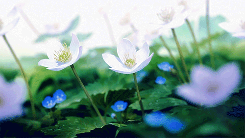 Анимированная открытка Цветы gif анимация ветер