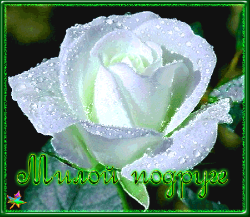 Анимированная открытка белая роза