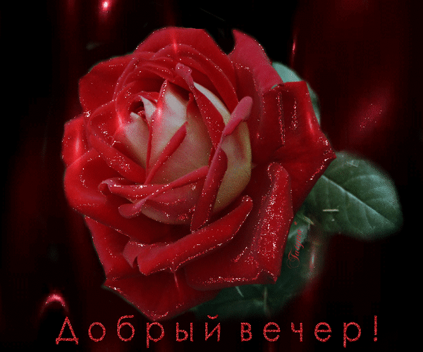 Анимированная открытка ДОБРЫЙ ВЕЧЕР! роза