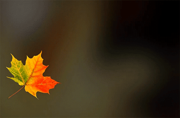 Анимированная открытка Мелькающие осенние листья
