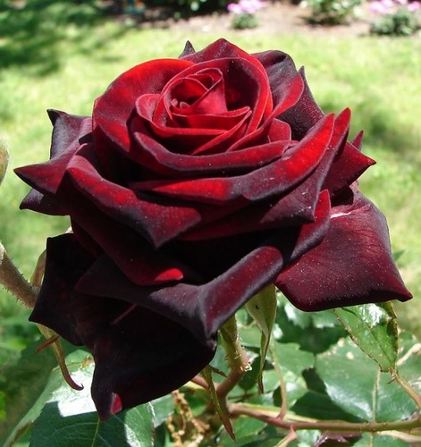 Открытка Роза роза черная магия