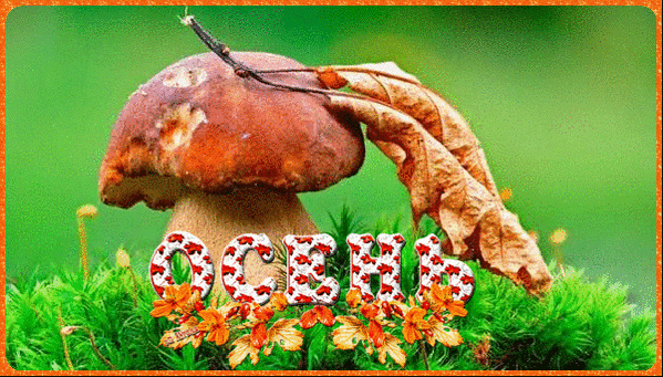 Анимированная открытка Осень белые грибы