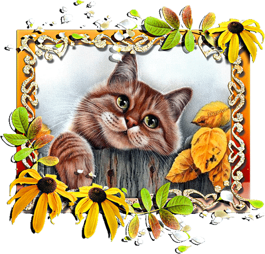 Анимированная открытка Кошка кот на заборе