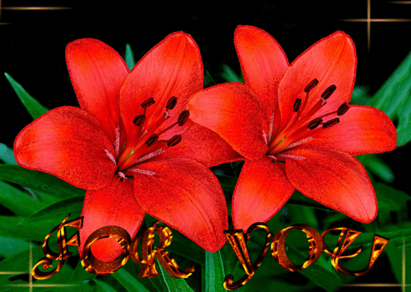 Анимированная открытка For you обои цветы