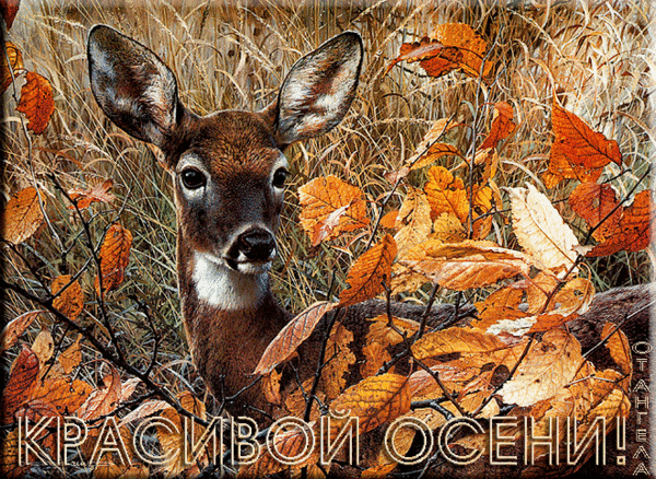 Анимированная открытка Красивой осени животные в осеннем лесу