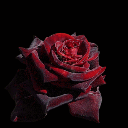 Анимированная открытка Роза сияет цветы с яркостью и движения
