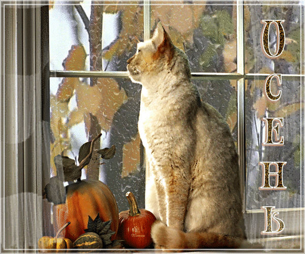 Анимированная открытка Осень кошки в окне