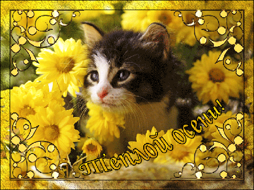 Анимированная открытка Теплой осени всемирный день кошек