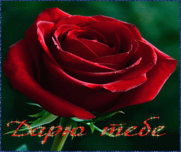 Анимированная открытка Дарю тебе роза