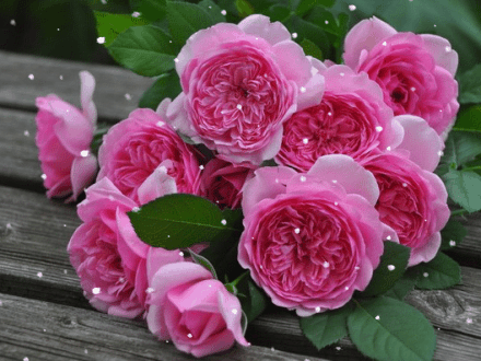 Анимированная открытка Розы delbard розы