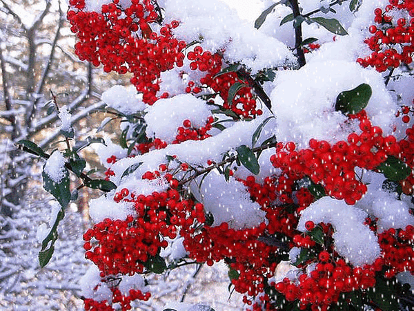 Анимированная открытка Рябина зимой рябина в снегу