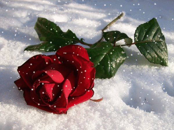 Анимированная открытка Роза на снегу красные розы на снегу