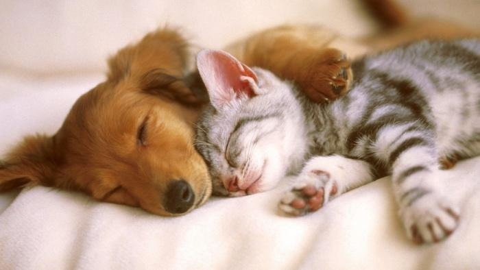 Открытка Любимые обнимаются и спят вместе