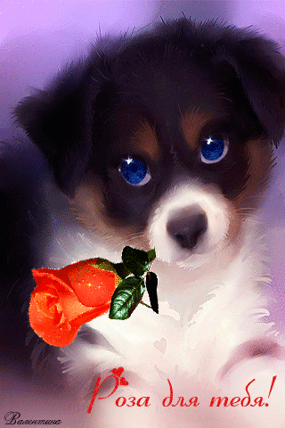 Анимированная открытка apofiss собака