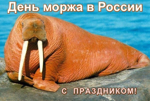 Открытка День моржа в России С праздником!
