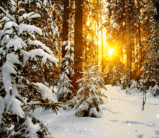 Анимированная открытка Зимний лес зима лес