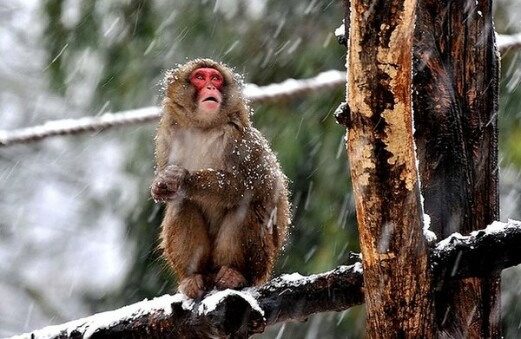 Открытка Зима обезьяна на дереве