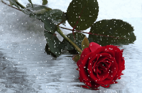 Анимированная открытка Роза красная роза в снегу