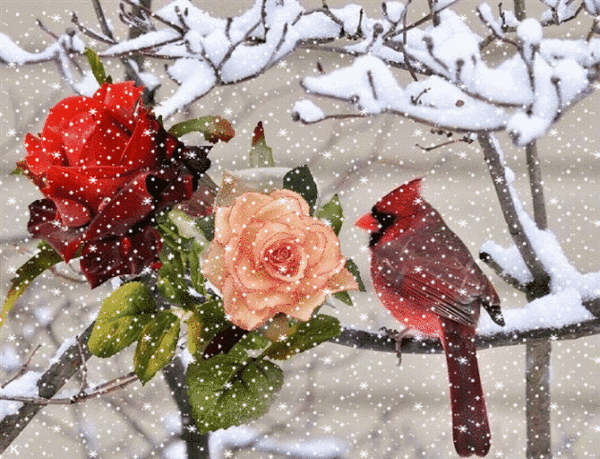 Анимированная открытка Идёт снег. Две розы и птичка на заснеженной ветке