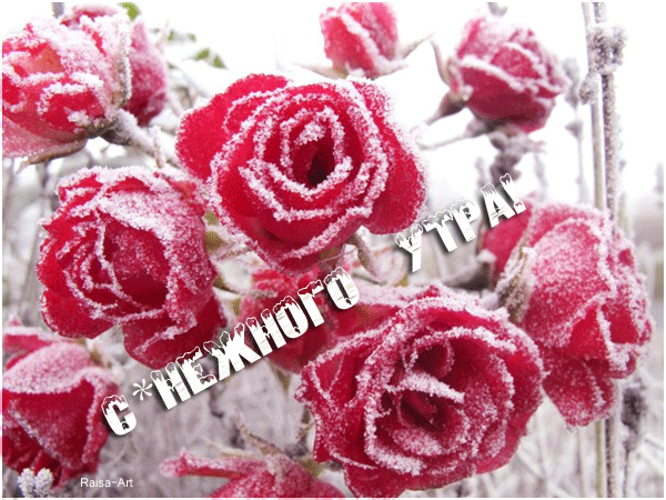 Анимированная открытка Снежного утра! замерзшие розы