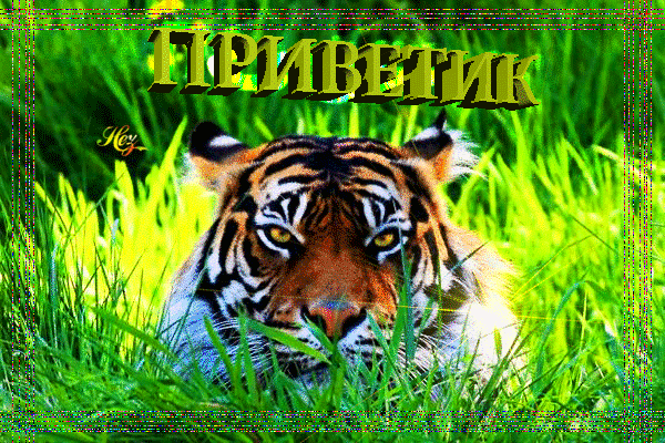 Анимированная открытка ПРИВЕТИК тигр в траве