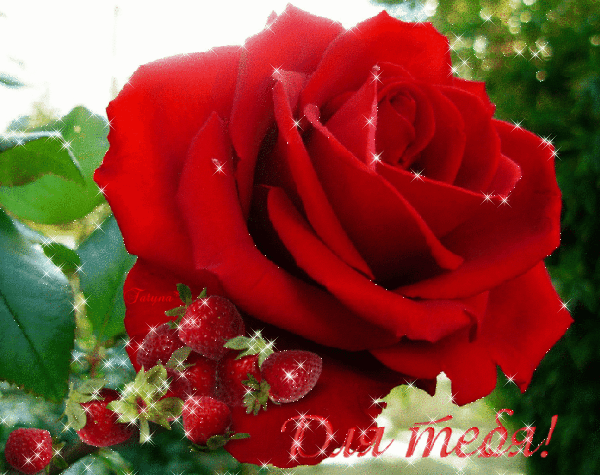Анимированная открытка Для тебя! Доброе утро любовь роза