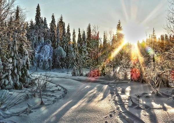Открытка Зимний лес Фотография