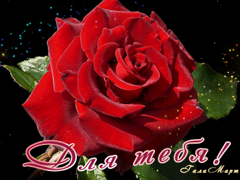 Анимированная открытка Для тебя! красная роза на черном фоне