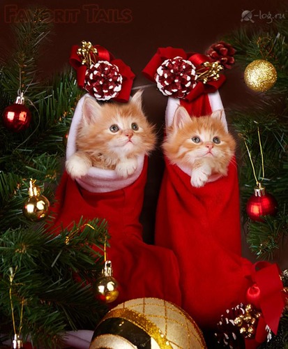 Открытка Рождество кошки в чулках