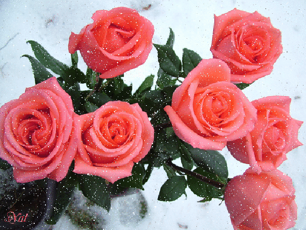 Анимированная открытка Розы днем рождения розы