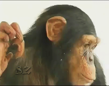 Анимированная открытка Изображение: поцелуй обезьяны