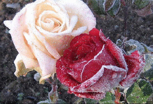 Анимированная открытка Розы люблю тебя всем сердцем