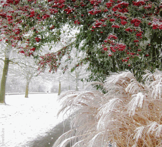 Анимированная открытка Зима, гроздья рябины, вереск в инее, снег идет.