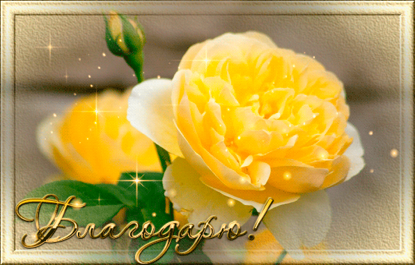 Анимированная открытка Благодарю! желтая роза