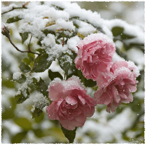 Анимированная открытка Цветы под снегом