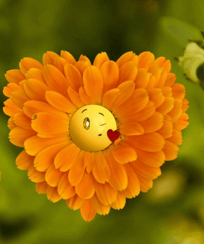 Анимированная открытка Цветок со смайликом