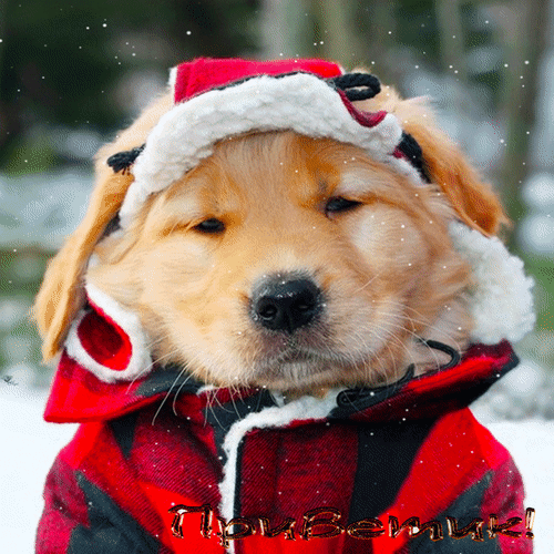 Анимированная открытка Приветик! собаки в зимней одежде