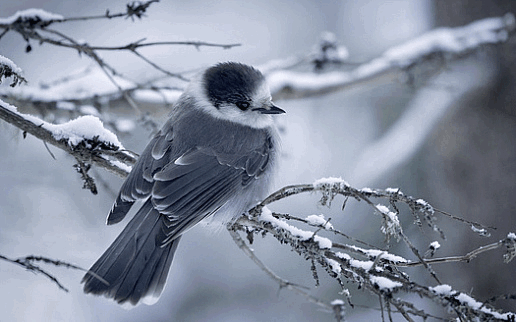 Анимированная открытка Птица на ветке птица в снегу