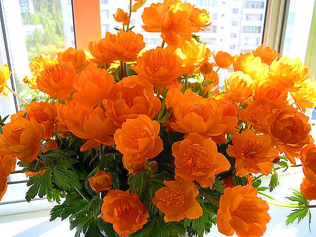 Открытка Букет цветов цветы жарки