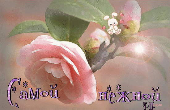 Анимированная открытка Самой нежной камелия цветок