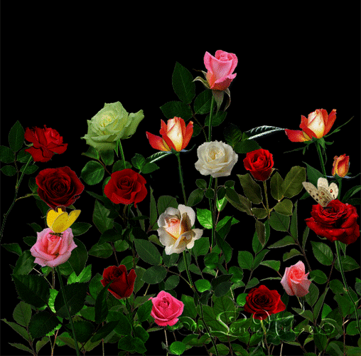 Анимированная открытка Цветы роза