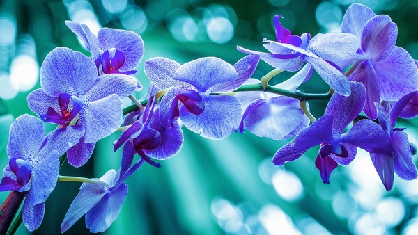 Открытка Полевые цветы обои на телефон фиолетовые