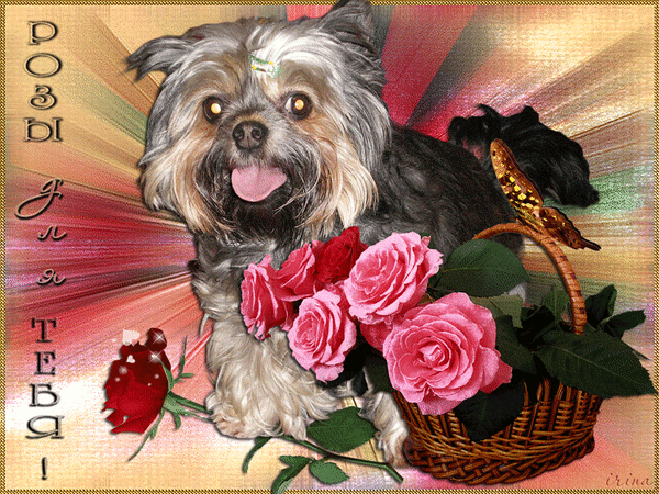 Анимированная открытка Розы для тебя собака