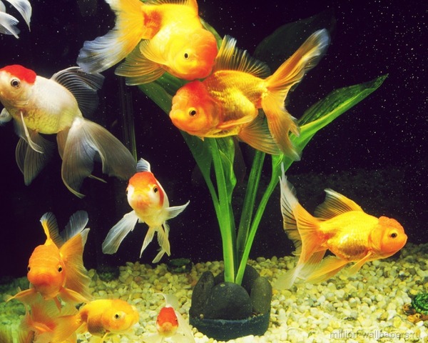 Открытка Пусто золотые рыбки в аквариуме