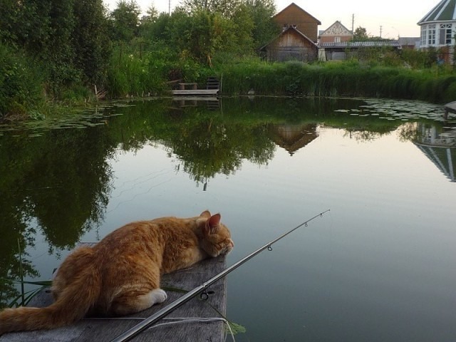 Открытка Рыжий кот на рыбалке