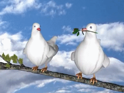 Анимированная открытка Два белых голубя на ветке влюбленные в друг друга