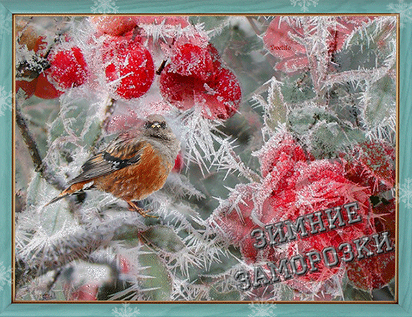 Анимированная открытка Последние зимние заморозки