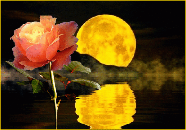Анимированная открытка Роза на фоне луны