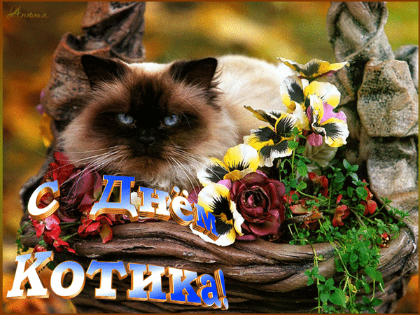 Анимированная открытка С днём Котика! кот с цветами