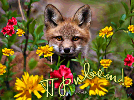 Анимированная открытка Привет лиса цветы
